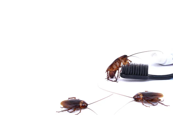 Cockroach on toothbrush and toothpaste isolated on white background. Contagion the disease, Plague,Healthy,Home concept.