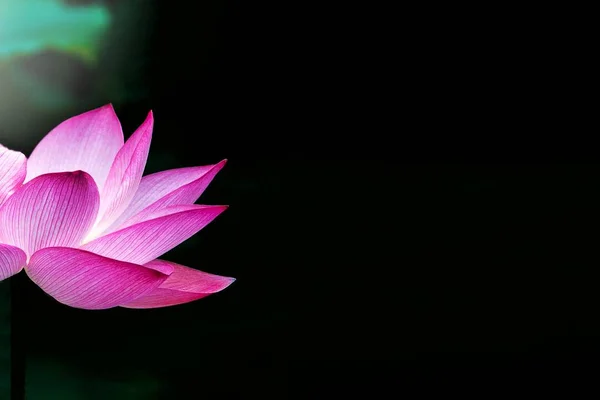 美しい半分ピンク蓮のお花の背景が暗い池の水に浮かぶ緑色の葉と蓮の蕾 蓮の花は シンボル賞賛神聖です 自然の背景 — ストック写真