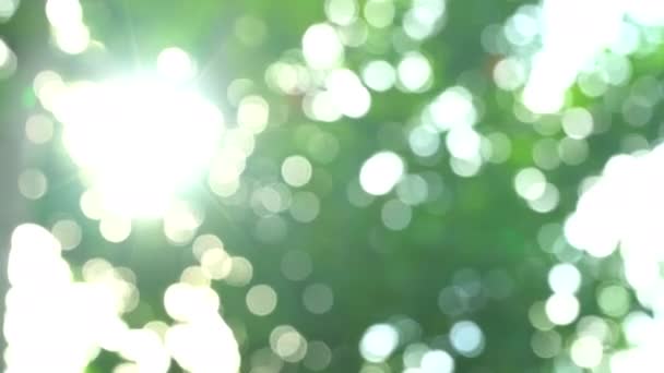 Belle Texture Lumière Verte Sur Nature Brillante Déconcentrer Dans Parc — Video