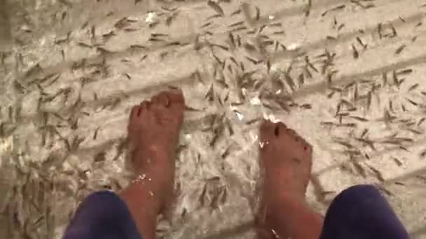 Pedicure Fish Spa Man Feet Wellness Skin Care Treatment — Stock Video