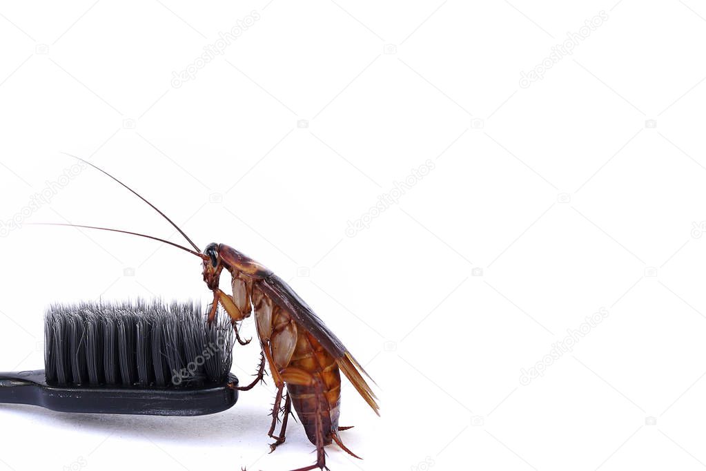 Cockroach on toothbrush and toothpaste isolated on white background. Contagion the disease, Plague,Healthy,Home concept.