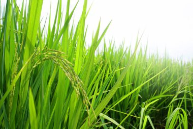 Asya taze organik Yasemin pirinç güzel güneş ışığı zemin üzerine yeşil çeltik pirinç alanında. Rustik ve Countryside.Food,Agriculture,Nature yatay metin için Concept.Copy yer.  