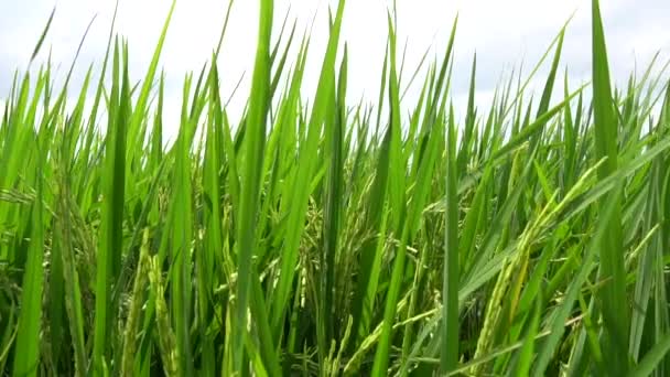 Asian Fresh Organic Jasmine Rice Green Paddy Rice Field Beautiful — стоковое видео