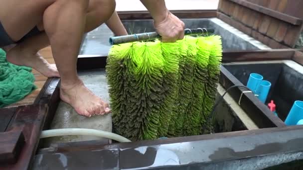 Man Cleaning Fish Pond Filter System Healthy Fish Keeping Providing — Stock video