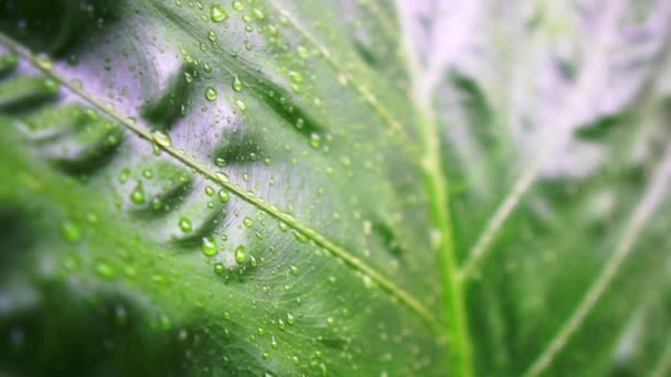 Güzel Yeşil Yaprak Doku Garden Gün Yağmur Damlaları Ile Hareket — Stok video