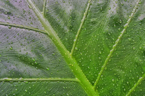 Beautiful green leaf texture with drops of water in raining day.Top view Creative raindrop on tropical leaves layout.Banner free space for text.Nature spring,Background texture concept.