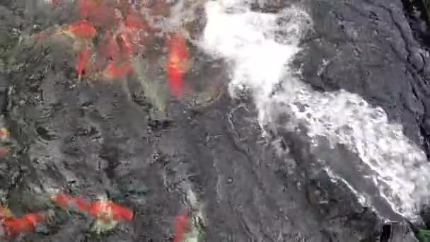 水ポンプのパイプからの水の流れ 酸素の鯉が池養魚場からパイプから流れ出る水のスローモーション — ストック動画
