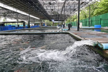 Su akışı su pompa kanal. Koi Pond sazan balık çiftliği için oksijen borudan dışarı fışkıran su.