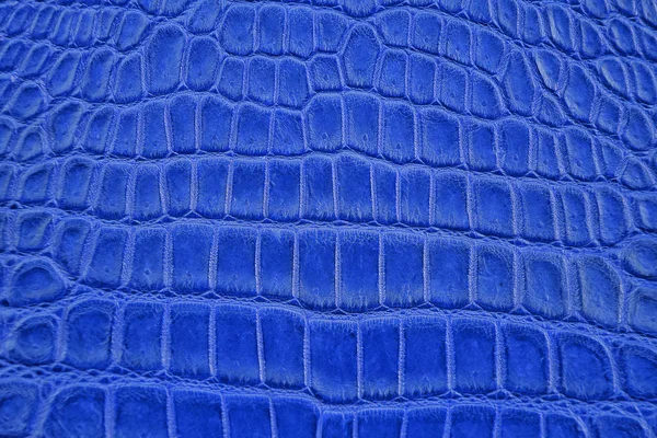 Lacivert timsah, timsah göbek yakın cilt doku kullanımı duvar kağıdı arka plan için. Lüks tasarım deseni iş ve Fashion.Top görünümü yüzey zemin için.