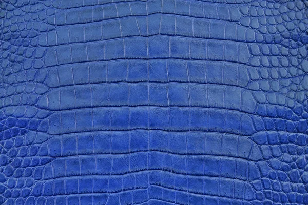 Närbild Marinblå Krokodil Alligator Mage Hud Textur Användning För Tapet — Stockfoto
