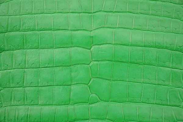 Närbild Grön Krokodil Alligator Mage Hud Textur Användning För Tapet — Stockfoto