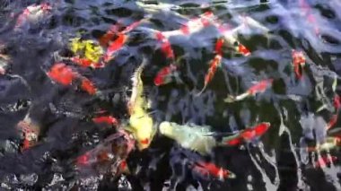 Ağır çekim Koi Carp, Koi Gölü 'nde su altında balık besleyen Japon Üst Manzara Grubu. Sazan balığı güzel ve renkli tatlı su balığı ve evdeki popüler evcil hayvandır..