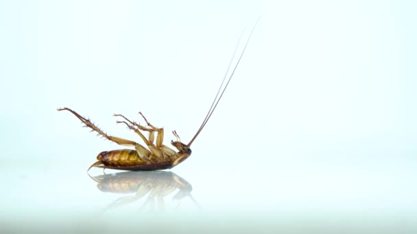 Dead Cockroach White Table Reflection Contagion Disease Animal Plague Healthy — Stock Video