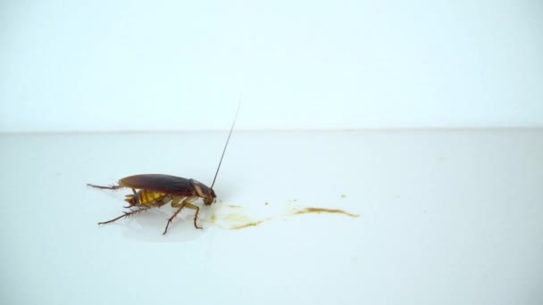 Close Cockroach Table Food Cockroach Eating Food Scraps Kitchen Cockroaches — Stock Video