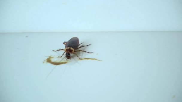 用食物把桌子上的蟑螂关上 蟑螂在厨房吃剩菜 蟑螂是传染疾病的载体 家居理念 — 图库视频影像