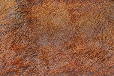 Animal hair of fur cow leather texture background.Natural Fluffy brown cowhide skin. clipart
