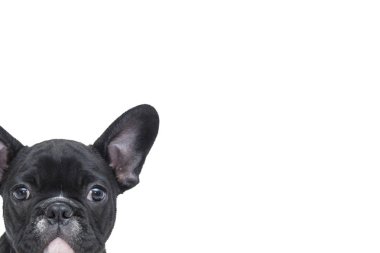 Çok güzel siyah Fransız buldozer, merakla Studio beyaz arka plan üzerinde bakmak şirin bir köpek yavrusu portresi. Hayvan, Evcil hayvan ve hayvan hastalıklarıyla ilgili Concept.Copy boş boş metin için.  