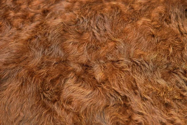 Brown Fur Animal Closed Up Stock Photo - Download Image Now - Animal Hair,  Fur, Fake Fur - iStock