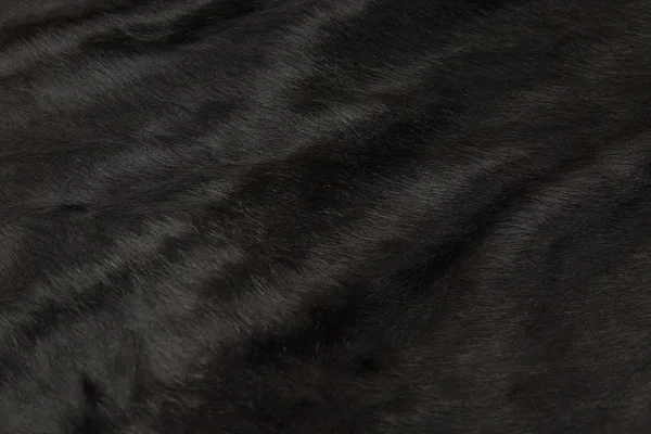 Djurhår Päls Läder Textur Bakgrund Naturliga Fluffiga Svart Kohud Hud — Stockfoto