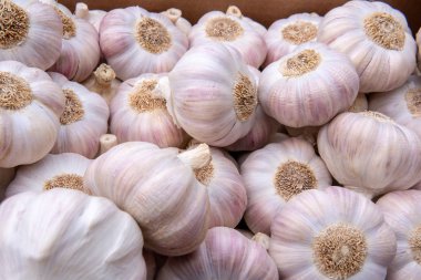 Taze sarımsak Grup arka plan. Olgun organik Allium.Garlic pırasa market.Organic Allium, üstten görünüm, flay lay gurme market raf.