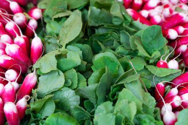 Taze kırmızı mor renkli turp hasat. Turp sebze arka plan büyüyen. Yerel çiftçilere piyasa ya da gurme süpermarket Satılık Bahçe yeşil yaprakları ile taze kırmızı organik turp.