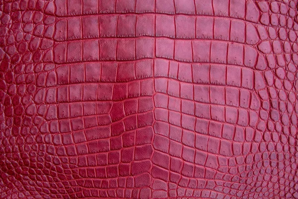 Närbild Röd Bourgogne Krokodil Alligator Mage Hud Textur Användning För — Stockfoto
