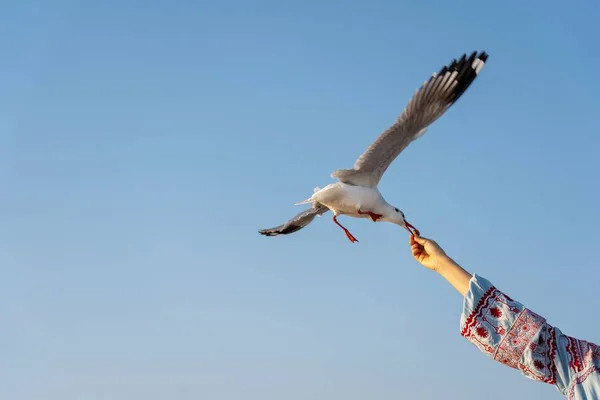 Traveller Feeding Food Seagull Flight Hand Gull Bird Flying Hover — Stock Photo, Image