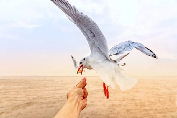 Traveller feeding food a seagull in flight by hand.Gull bird flying hover come around to eat on beautiful twilight sunset sky over the sea at Bang Pu, Thailand.Freedom,Vacation,Travel,Holiday Concept.