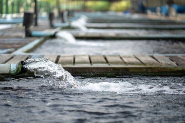 Su pompası borusundan gelen su akışı arıtma sistemi. Koi Pond Sazan balık çiftliğindeki borudan oksijen fışkırıyor. Su tüp pvc ile çekiliyormuş. Endüstriyel atık su arıtımı..