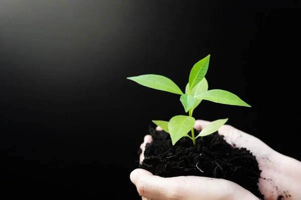 Female hands holding sprout plant or green tree seedling with black soil. Earth Day save environment and Ecology concept.