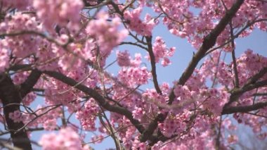 pembe Sakura ağacı manzara