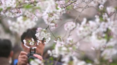 beyaz bir Cherry Blossom fotoğrafını çekmek turist
