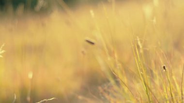 Bokeh etkisi ile yabani ot