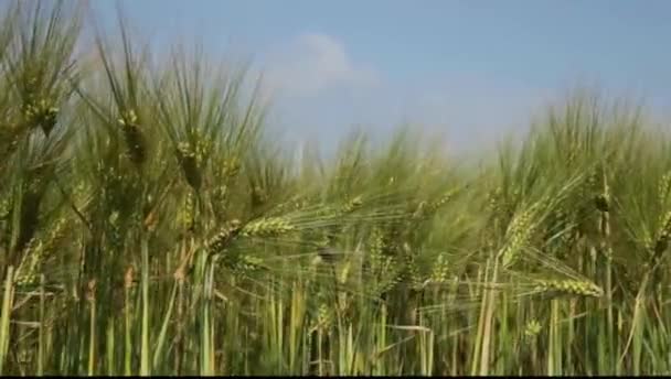 Disparos Campo Trigo — Vídeos de Stock