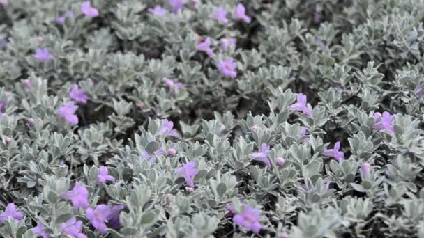 Bush Blooming Purple Flowers — Stock Video