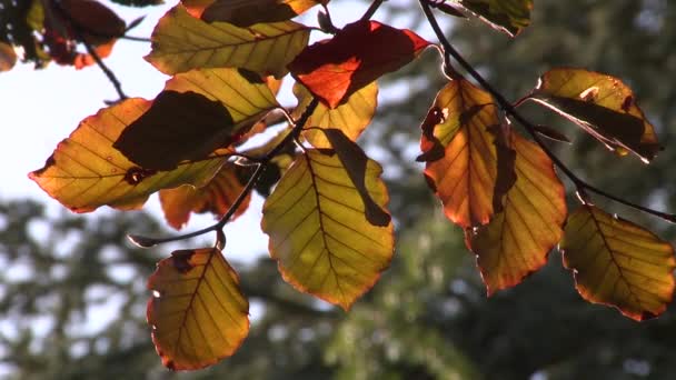 Braune Herbstblätter Auf Einem Baum — Stockvideo