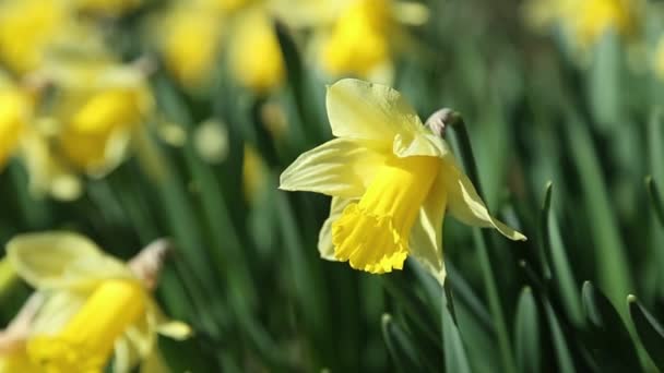 Daffodils Στο Τοπίο Την Άνοιξη — Αρχείο Βίντεο