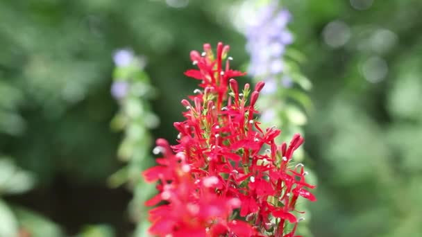 Квітка Прийняті Центральному Парку — стокове відео