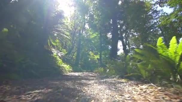 plancher d'un sentier de jungle 
