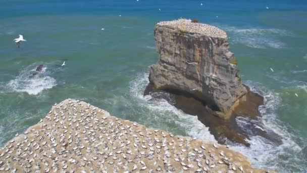 Gannet Kolonilerine Uçan Kuşlar — Stok video