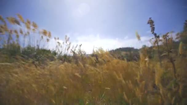 強い風に吹かれて黄金の草 — ストック動画