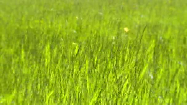風の強い日に草の草原 — ストック動画