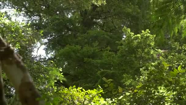 pluie légère au ralenti 