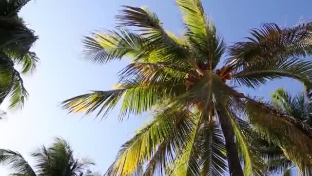 風の椰子の木 — ストック動画