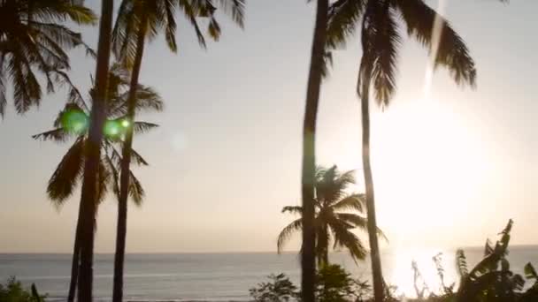 Palmbomen Bij Zonsondergang — Stockvideo