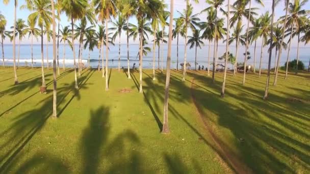 棕榈树和揭示海洋 — 图库视频影像