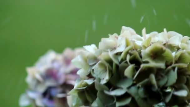 Person Gießt Wasser Auf Weiße Blumen — Stockvideo