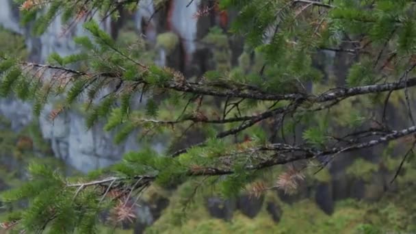 Πεύκο Tress Πνέει Στον Άνεμο — Αρχείο Βίντεο