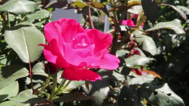 Růžové Růže Slunci — Stock video
