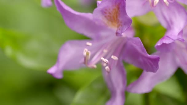 Rosa Flor Rododendro Balanceándose Ligeramente Viento — Vídeos de Stock
